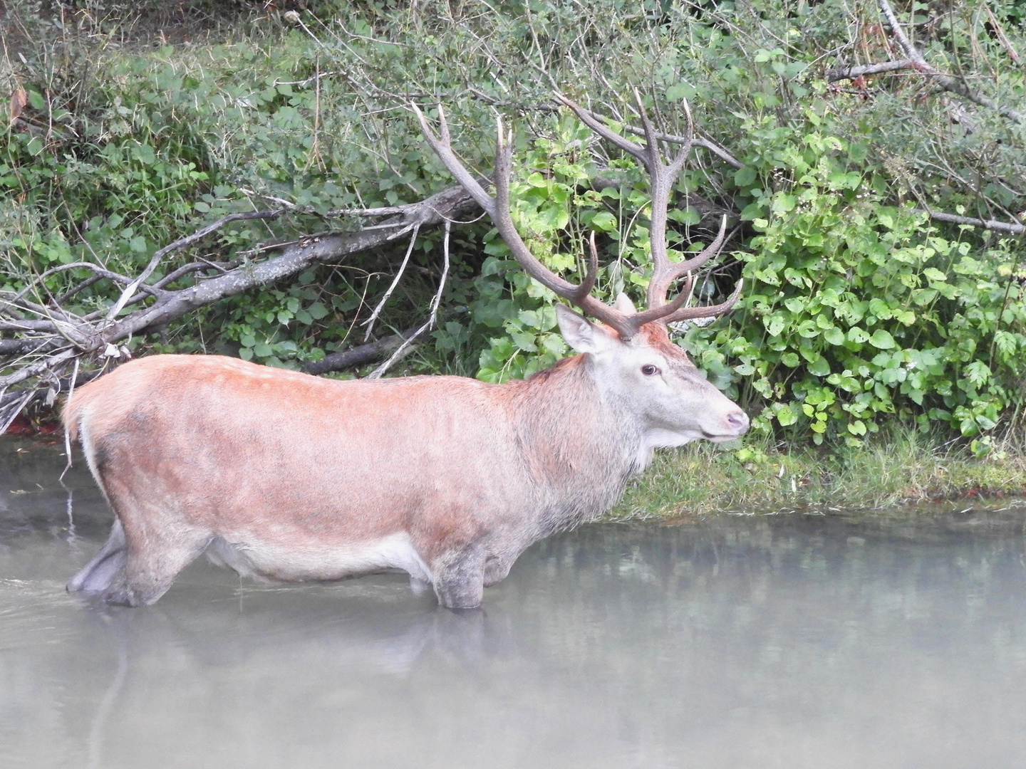 Cervo nel fiume