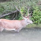 Cervo nel fiume