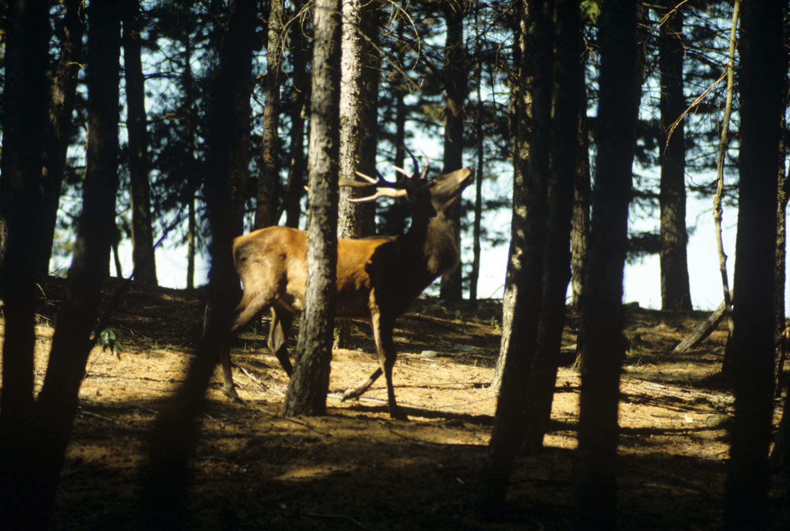 cervo nel parco delle foreste del casentino