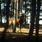 cervo nel parco delle foreste del casentino