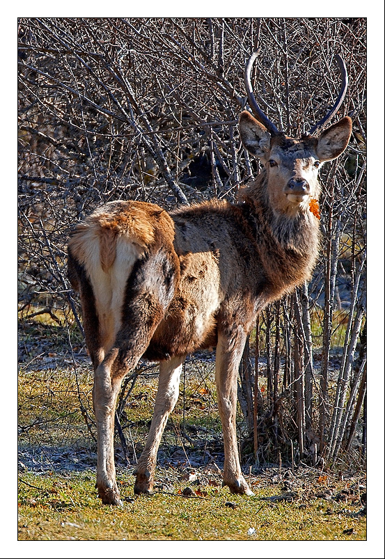 Cervo nel Parco Nazionale d'Abruzzo