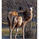 Cervo nel Parco Nazionale d'Abruzzo