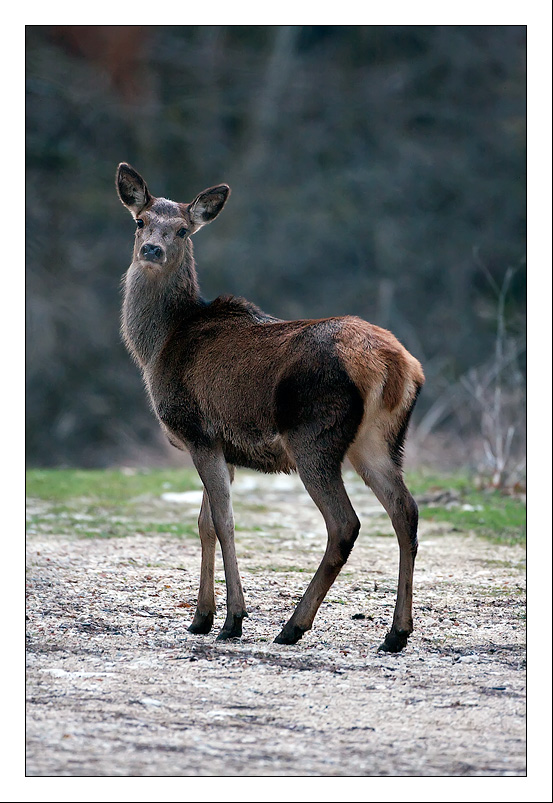 Cervo nel Parco Nazionale d'Abruzzo