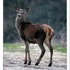 Cervo nel Parco Nazionale d'Abruzzo