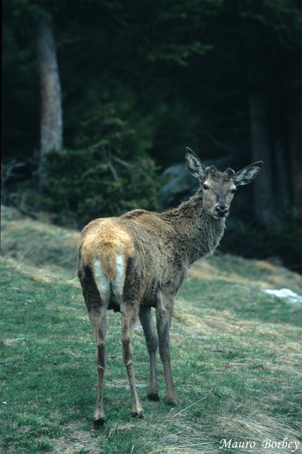 Cervo scornato.