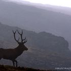 Cervo Silhouette