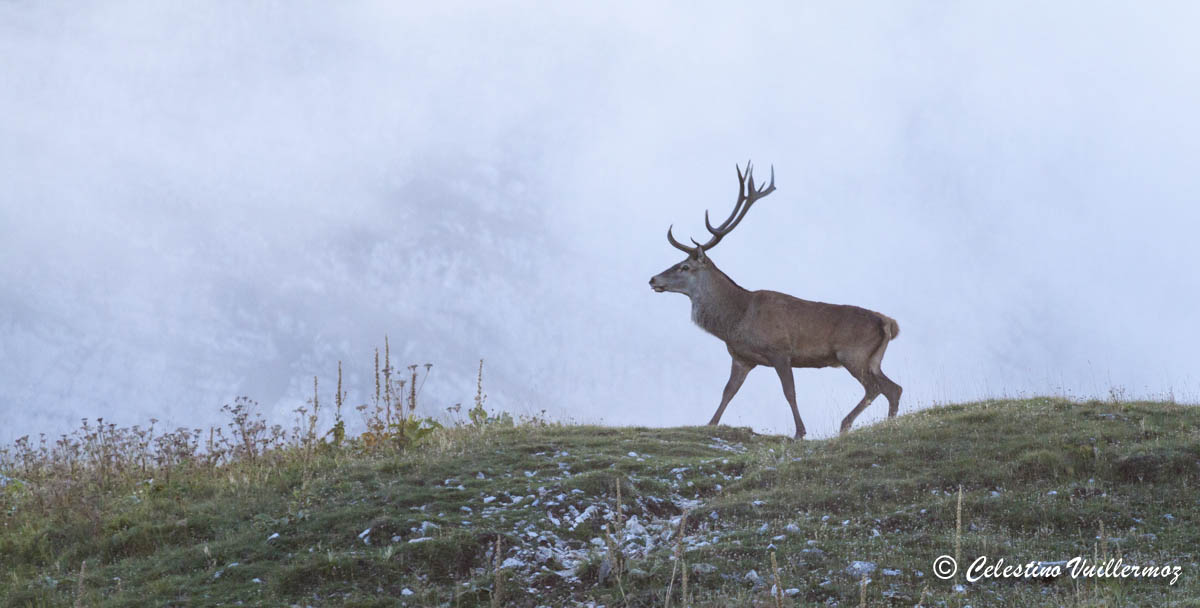 Cervo solitario