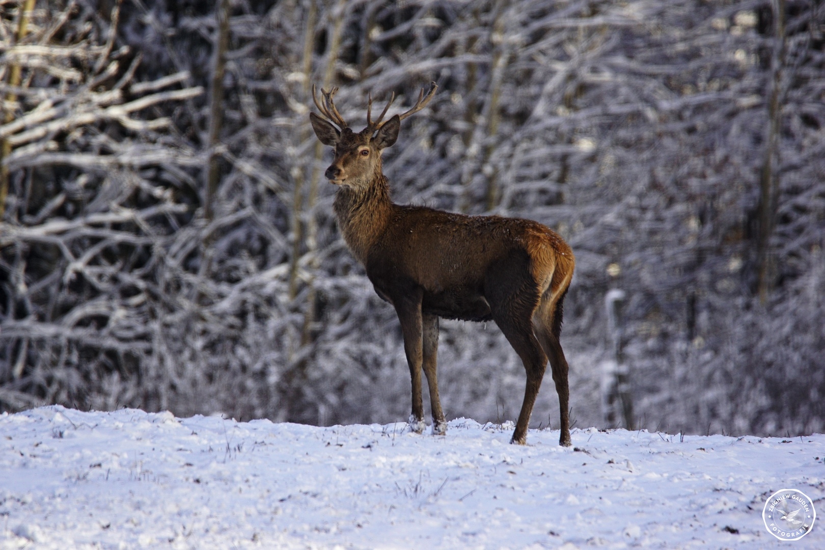 Cervus elaphus