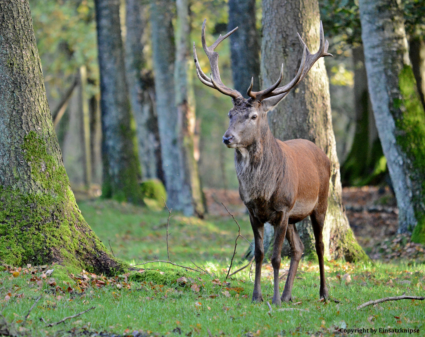 Cervus elaphus