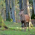 Cervus elaphus