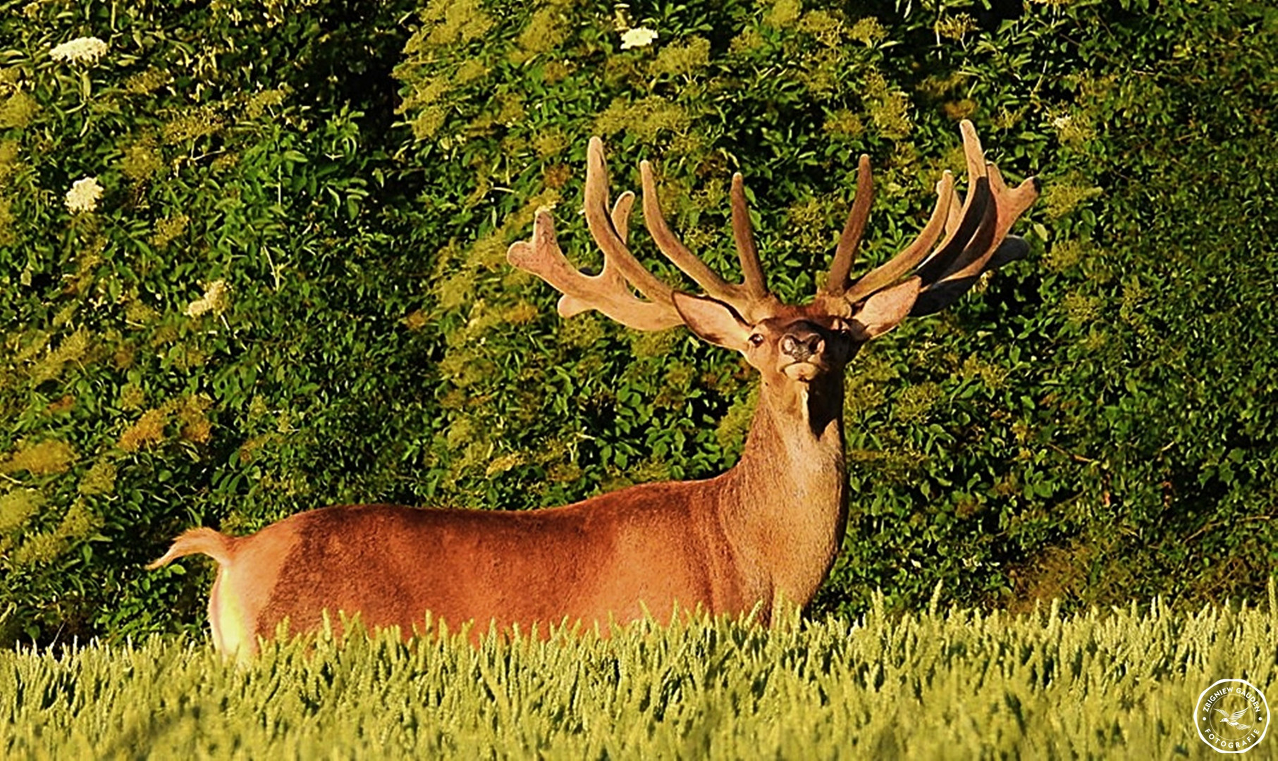 Cervus elaphus 5