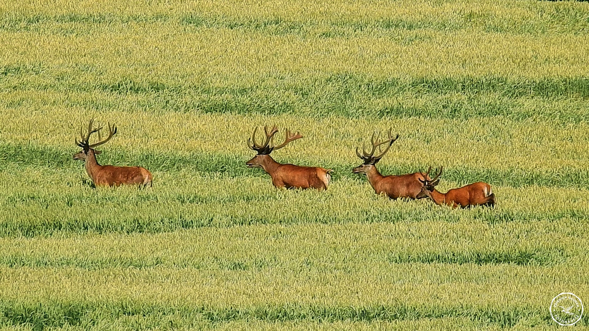 Cervus elaphus 6