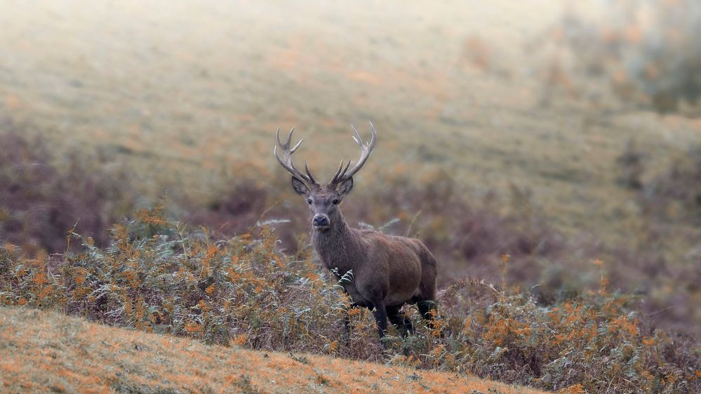 Cervus elaphus