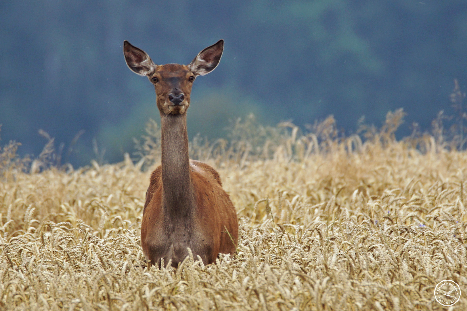 Cervus elaphus 9