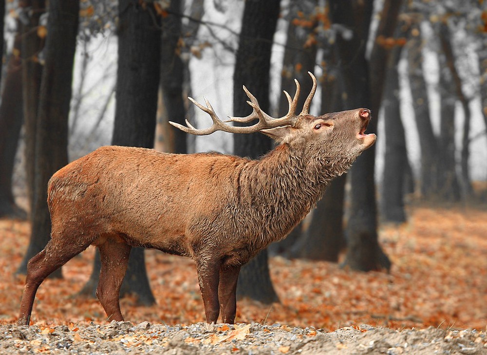 Cervus elaphus