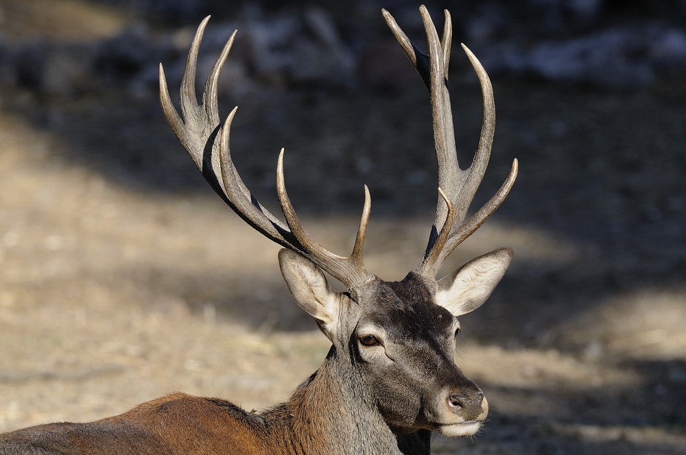 Cervus elaphus corsicanus