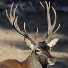 Cervus elaphus corsicanus