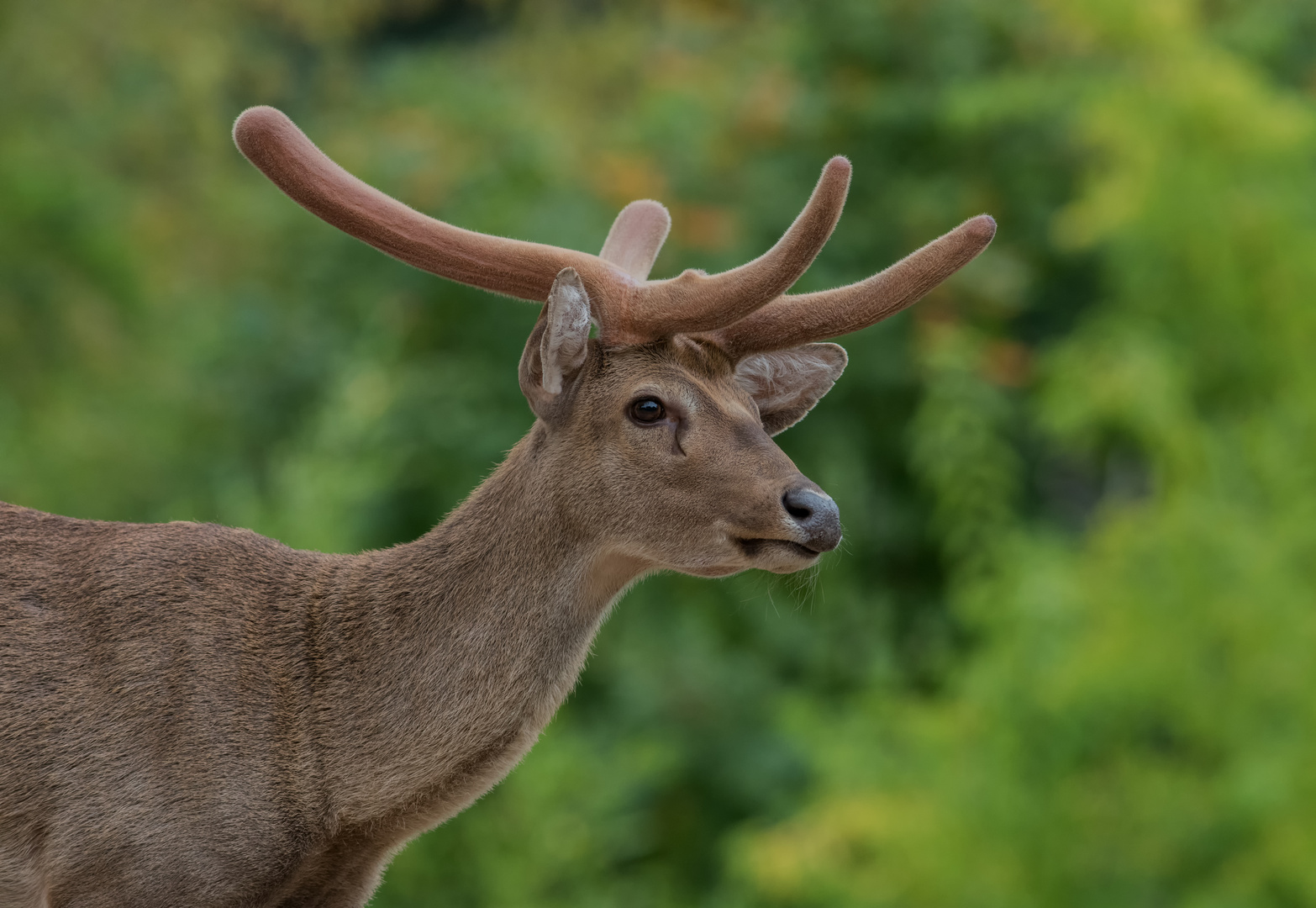 Cervus eldii