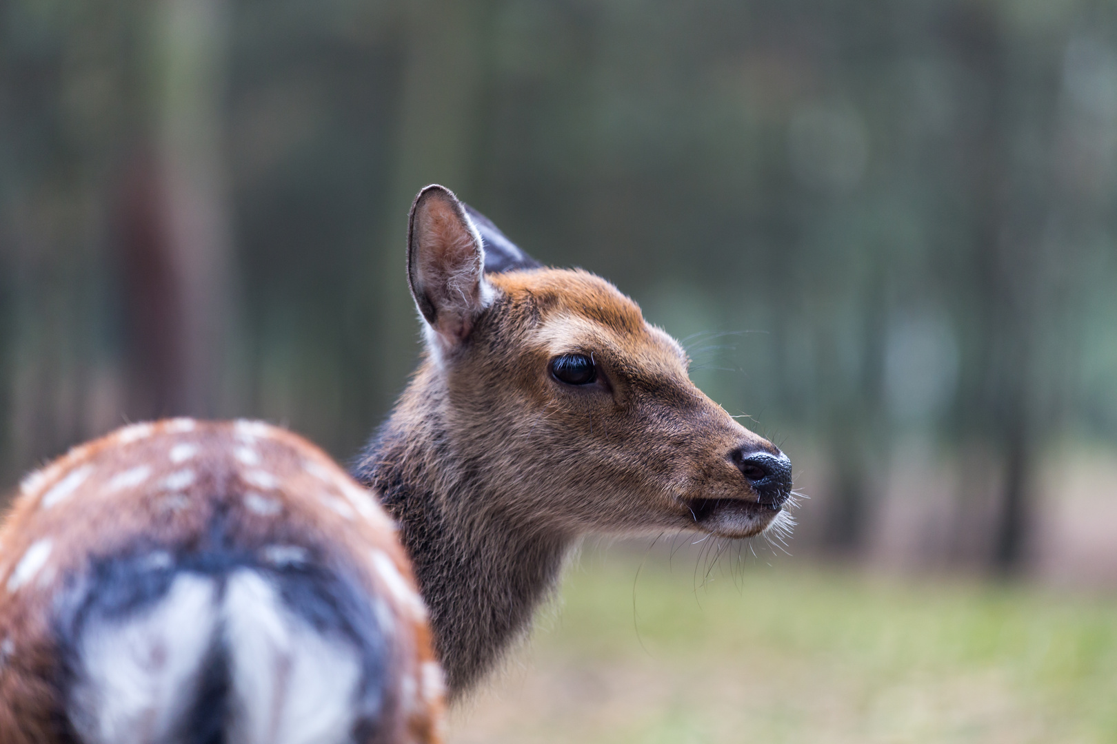 Cervus nippon