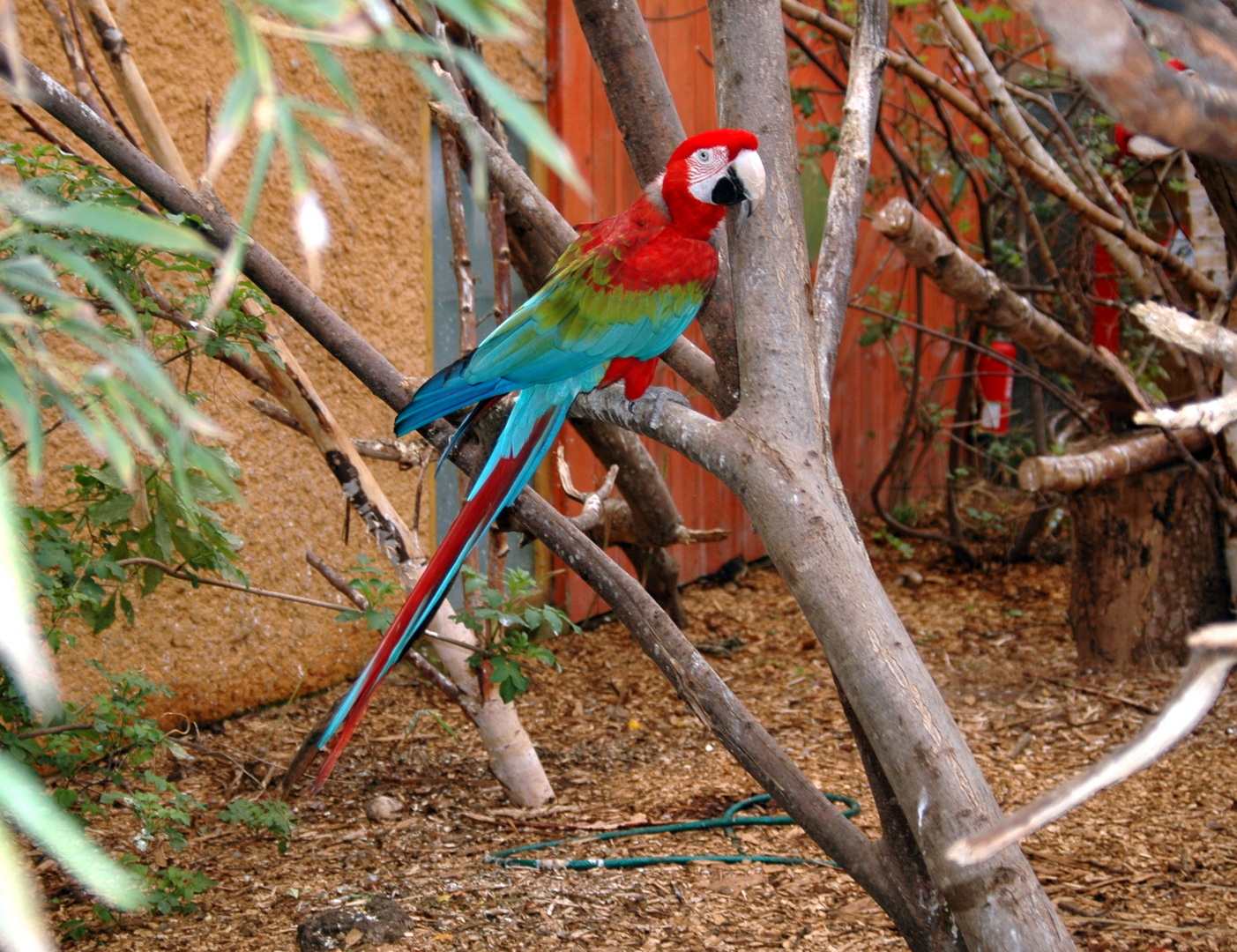 C.E.R.Z.A. (Oiseaux dans la volière)