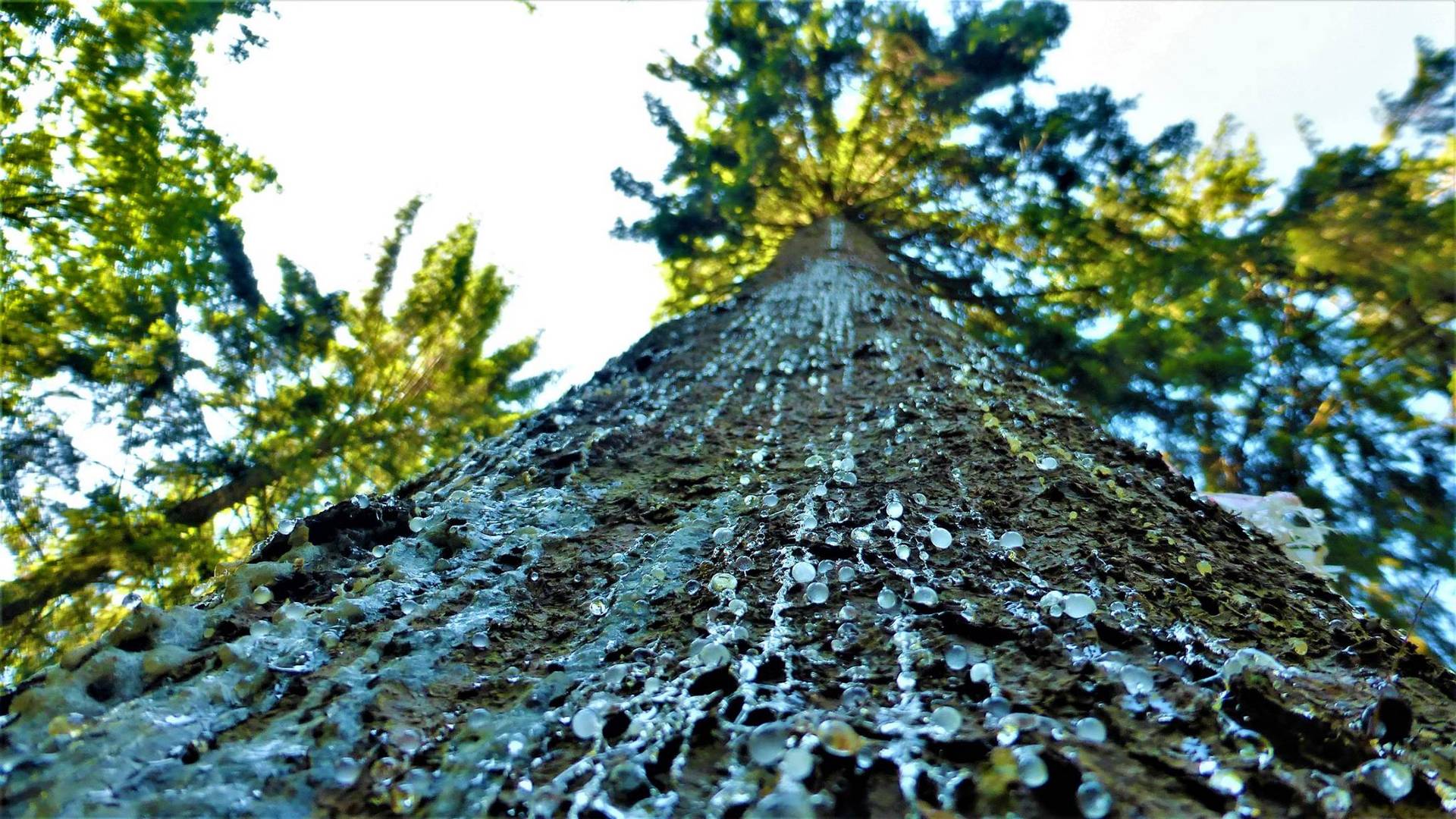 Ces arbres qui nous parlent 