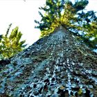 Ces arbres qui nous parlent 