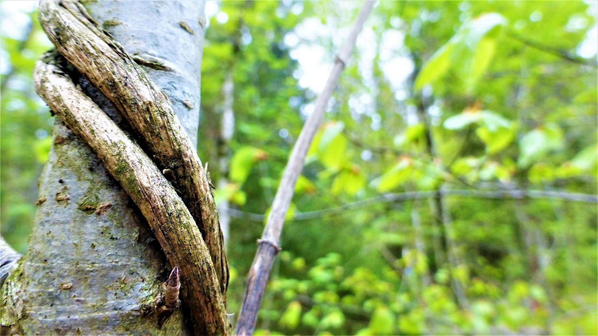 Ces arbres qui nous parlent - les amants 01