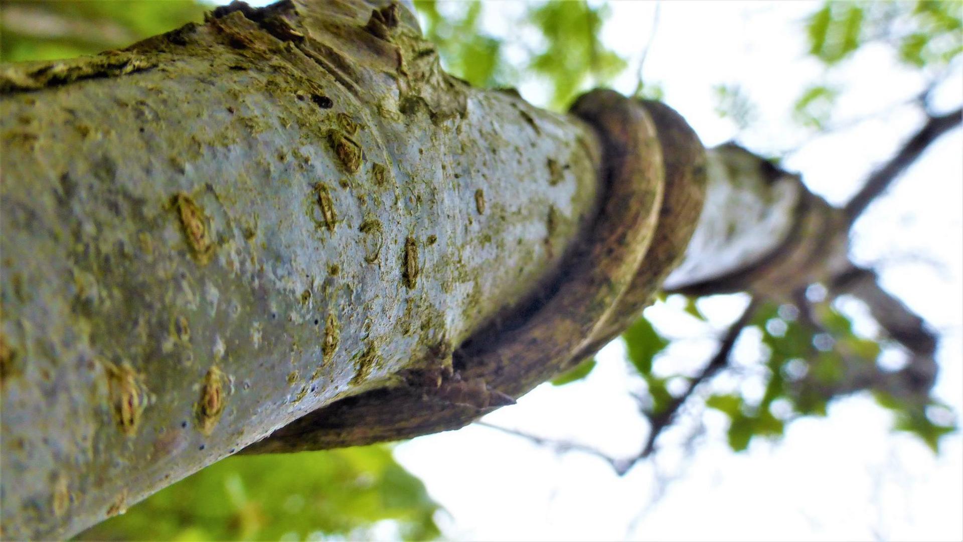 Ces arbres qui nous parlent - les amants 02