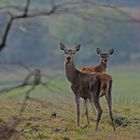 Ces belles dames des bois