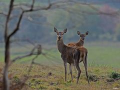 Ces belles dames des bois