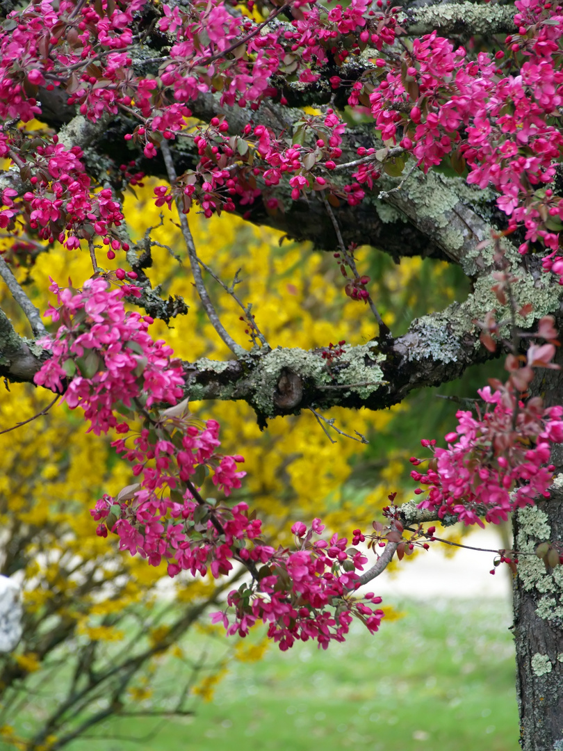 Ces fleurs pour vous… - Diese Blumen für Euch…