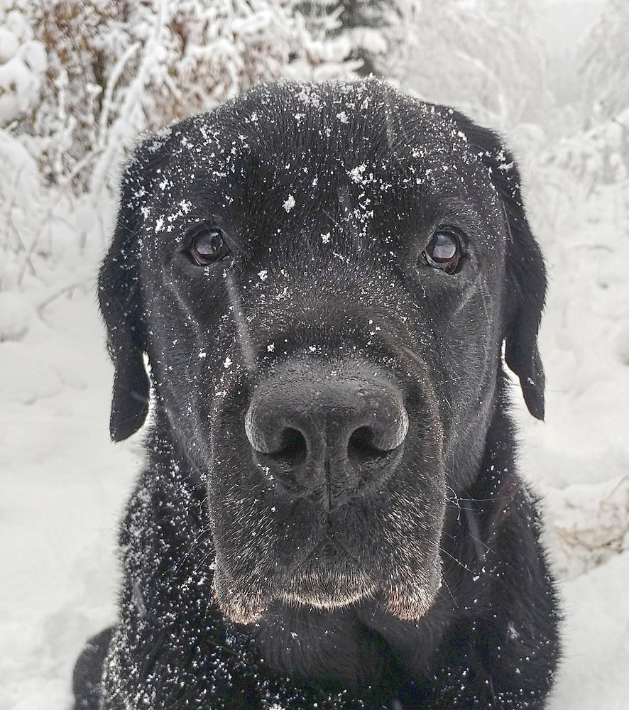 Cesar Foto & Bild | tiere, haustiere, hunde Bilder auf fotocommunity