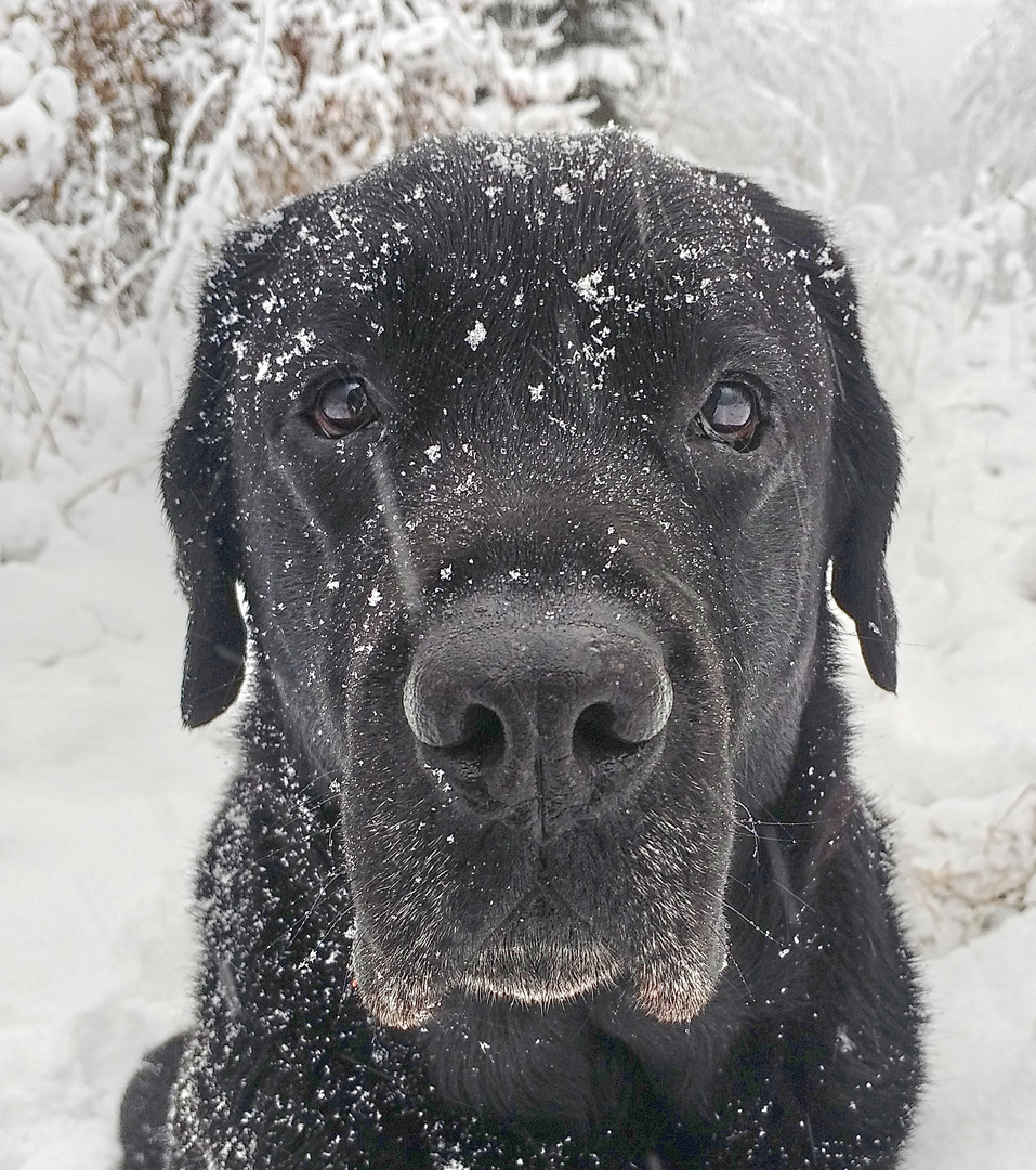 Cesar Foto & Bild tiere, haustiere, hunde Bilder auf
