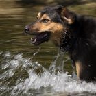 Cesar beim Baden