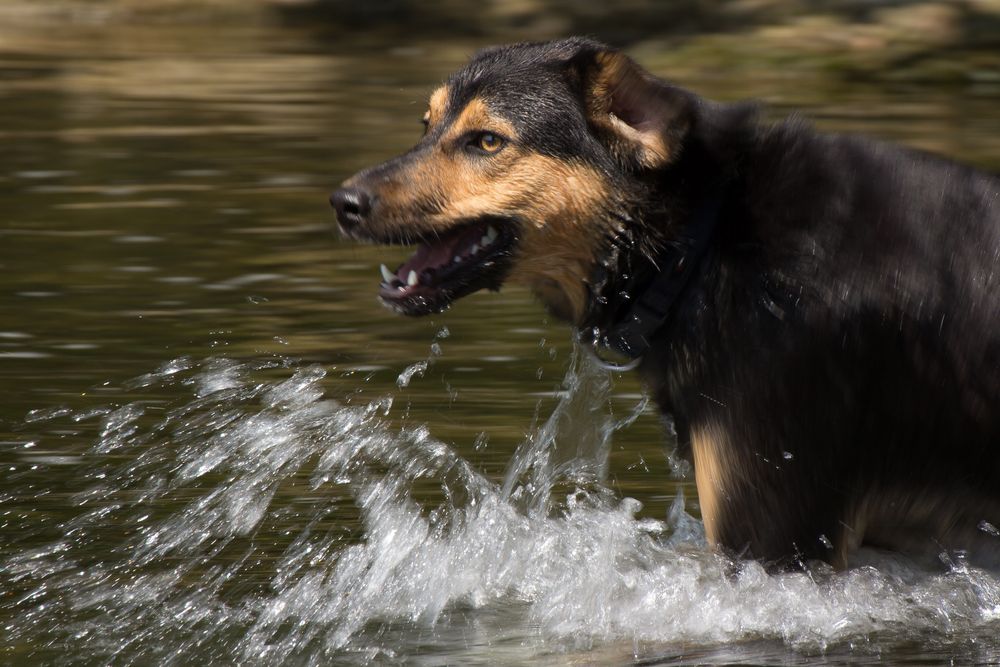 Cesar beim Baden