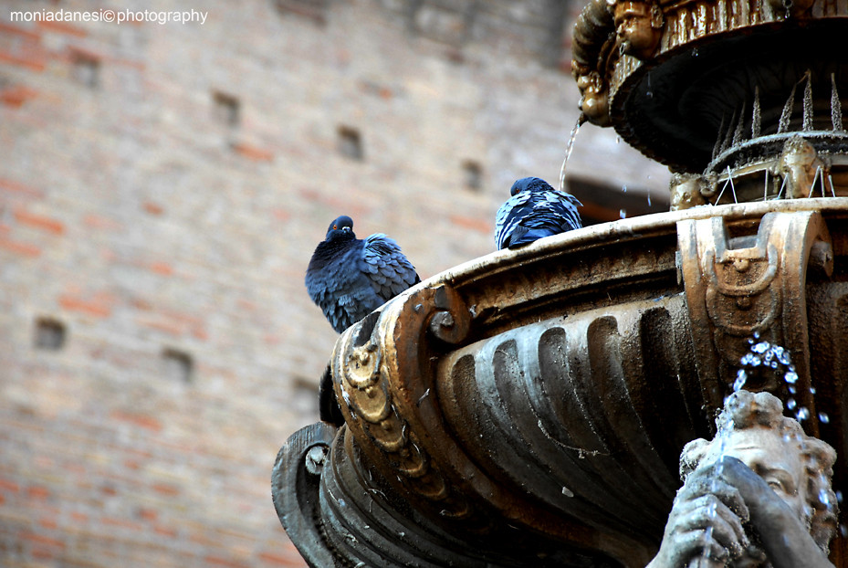 cesena fontana masini