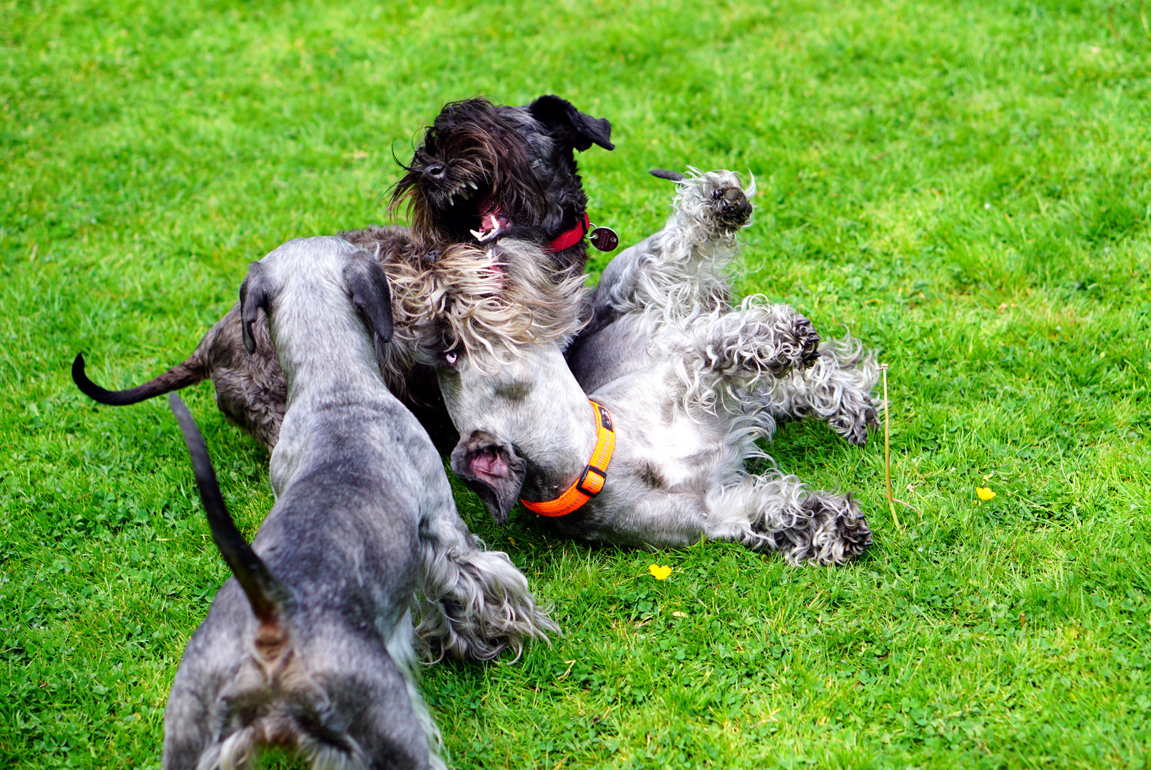 Cesky Terrier beim Spielen