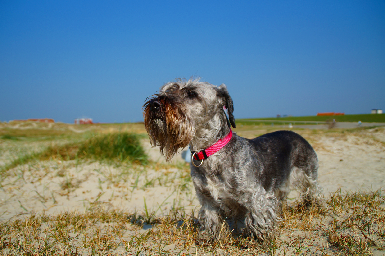 Cesky Terrier im Urlaub