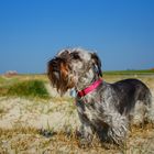 Cesky Terrier im Urlaub