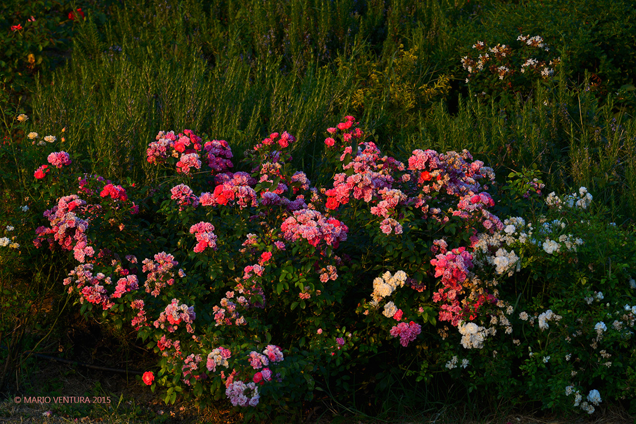 Cespuglio di roselle al tramonto