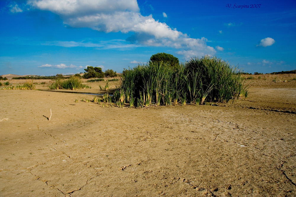 cespuglio in riva al lago