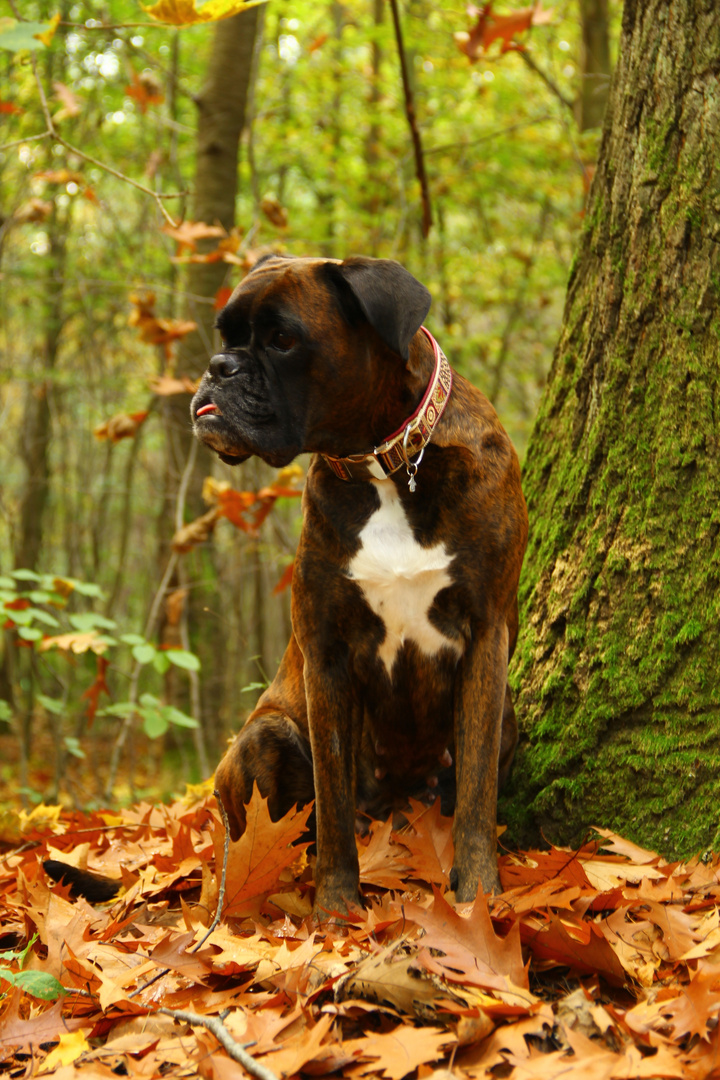 Cessy im Herbstwald