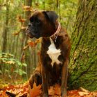 Cessy im Herbstwald