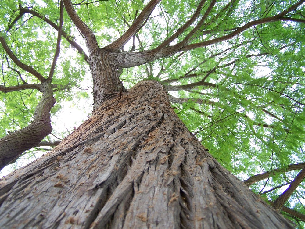 C'est au pied de l'arbre qu'on voit le mieux l'arbre