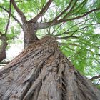 C'est au pied de l'arbre qu'on voit le mieux l'arbre