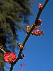 C’est aujourd’hui….le printemps ! --- Heute …ist Frühling !