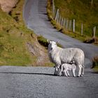 C'est aussi cela l'écosse,