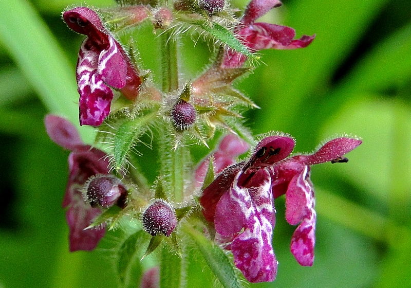 c'est beau une fleur