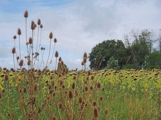 C’est bientôt la fin pour les tournesols…