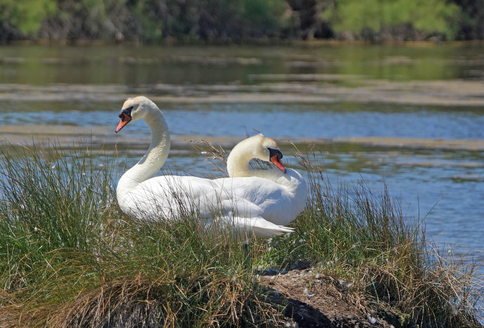 c'est bon "cygne"